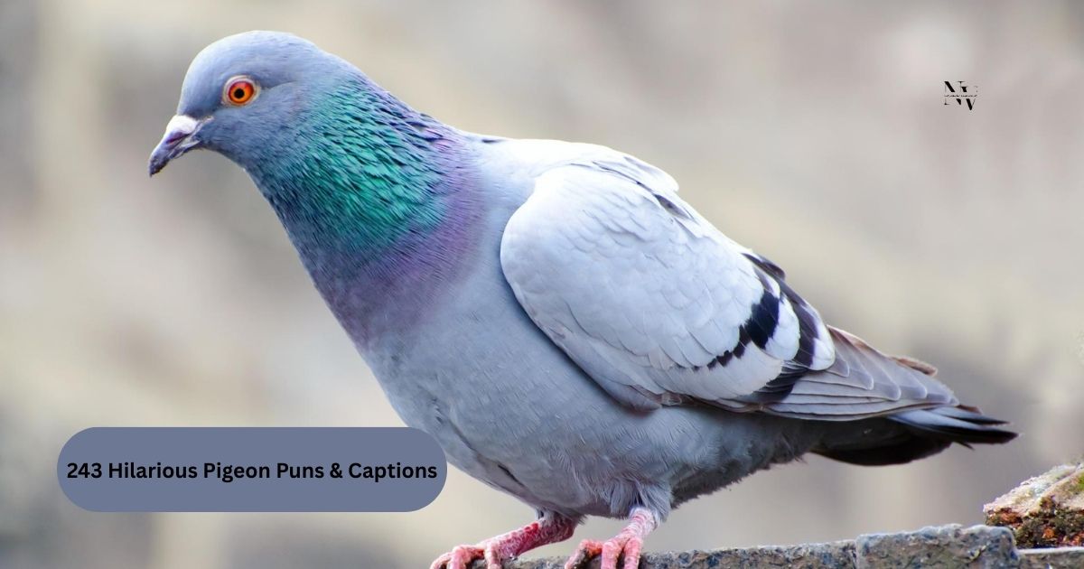 243 Hilarious Pigeon Puns & Captions