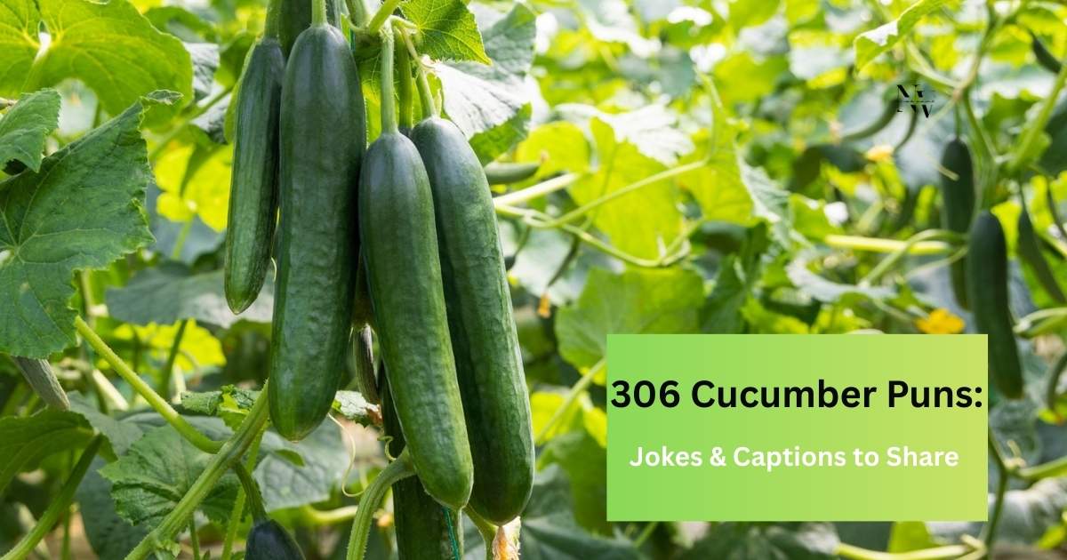 306 Cucumber Puns Jokes & Captions to Share