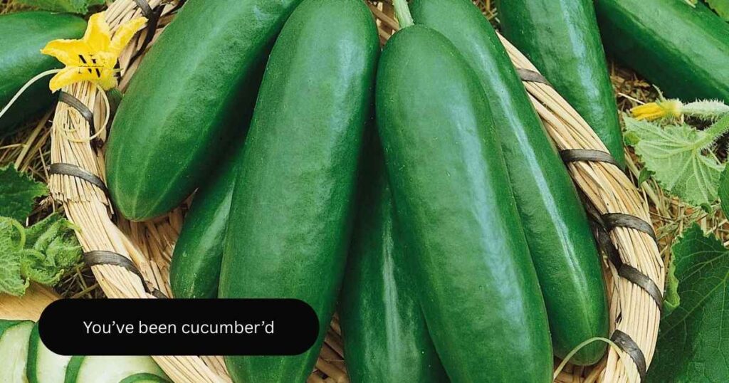 Absurd and Wild Cucumber Jokes to Crunch Into