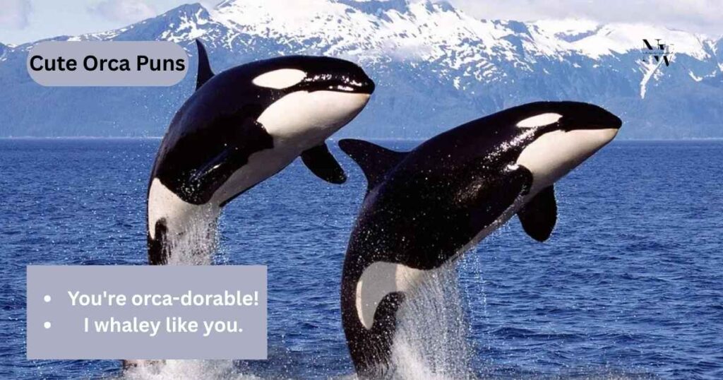 Cute Orca Puns