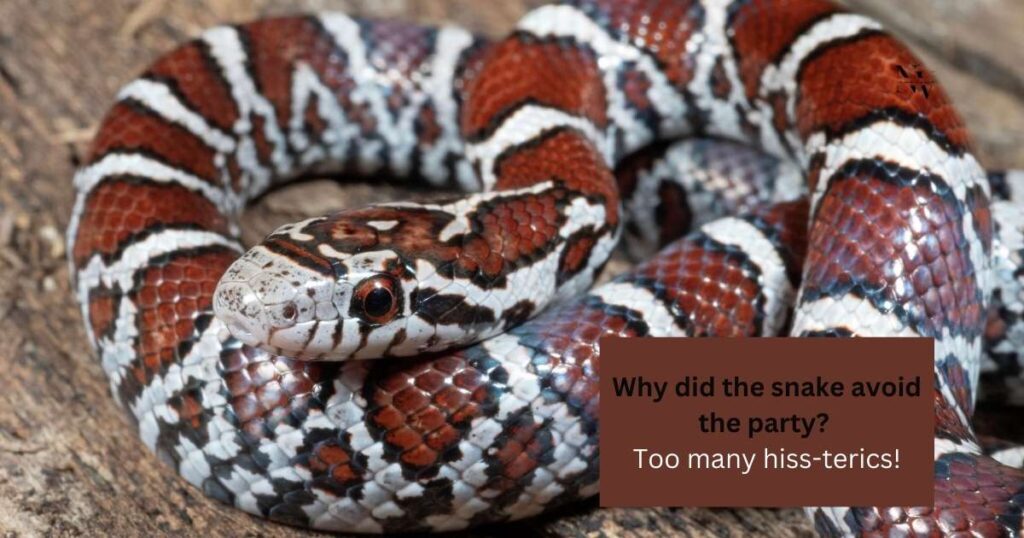 Funny Snake Jokes for Social Media Posts