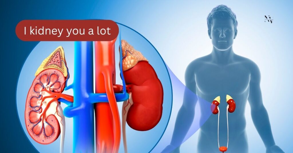 Kidney Puns One Liners