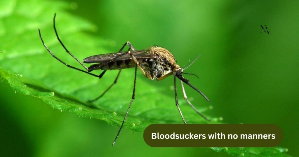 One-Liner Mosquito Puns That Really Suck