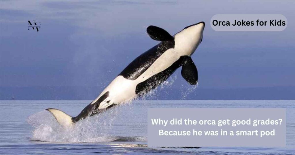 Orca Jokes for Kids