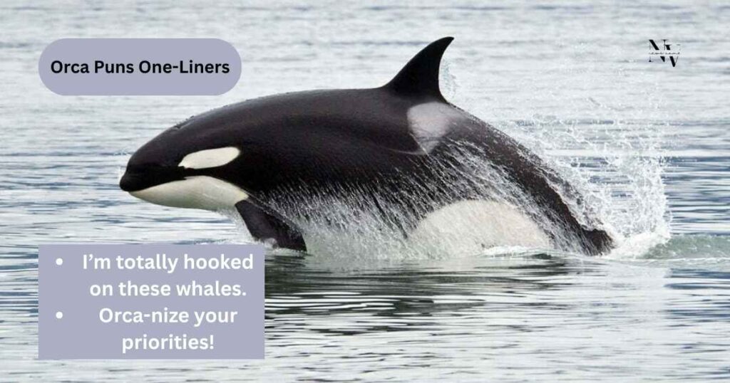 Orca Puns One-Liners