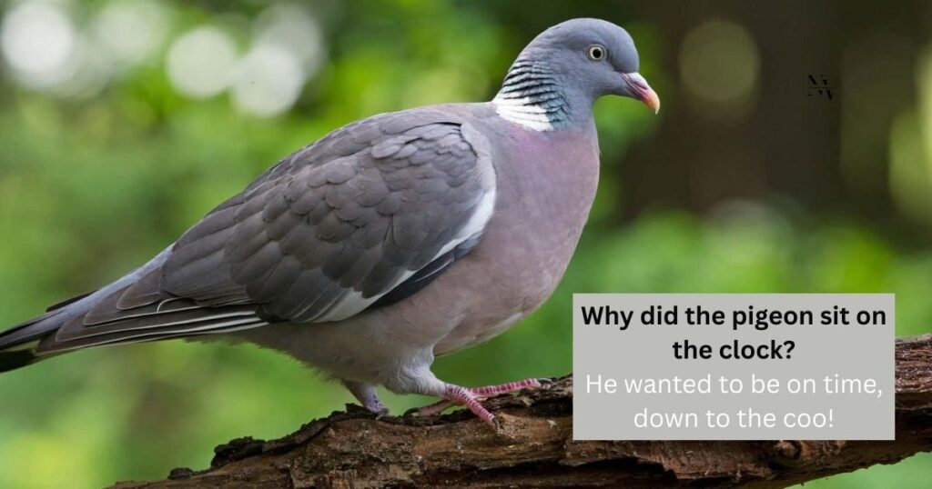 Pigeon Jokes