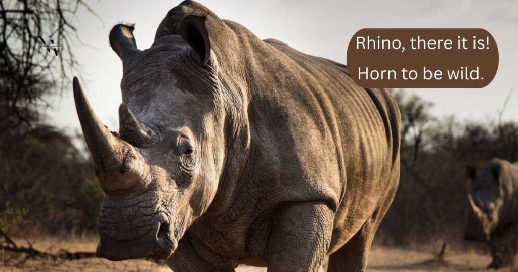 Short Rhino Puns