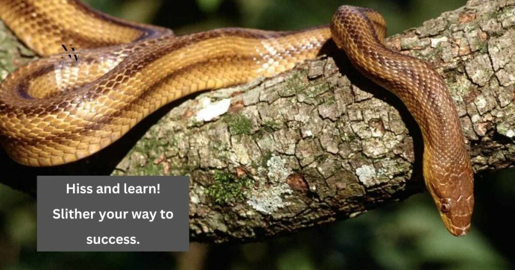 Snake School Learning Puns from the Best of the Reptile Class