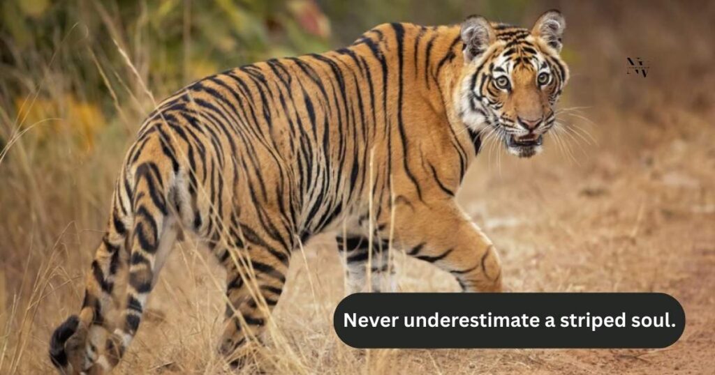 Stripe-tacular One-Liners