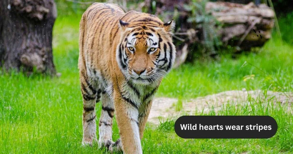 Wild Tiger Captions for Social Media