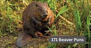 171 Beaver Puns