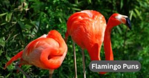 357 Funny Flamingo Puns and One-Liners