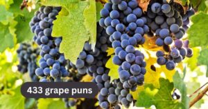 433 grape puns