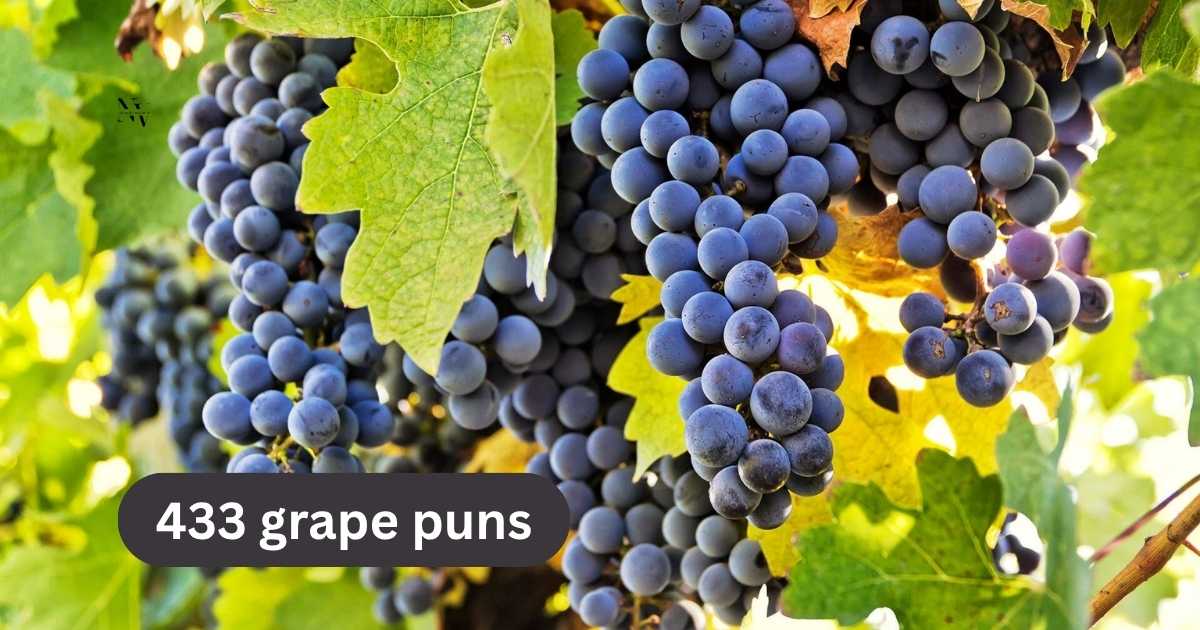 433 grape puns