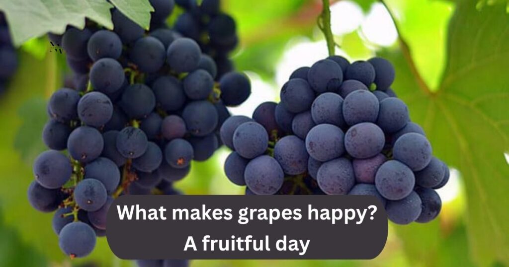 A Bunch of Laughs Grape Jokes That Are Ripe for the Picking