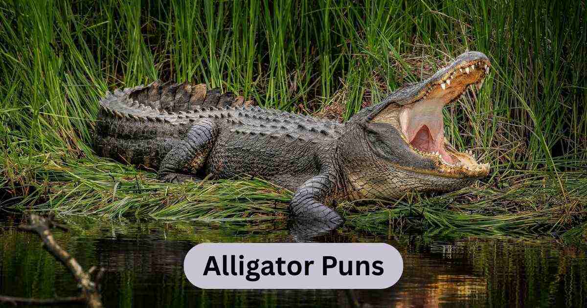 Alligator Puns