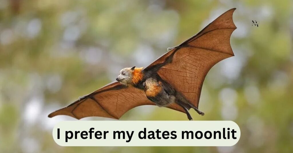 Bat Puns One-Liners for Adults