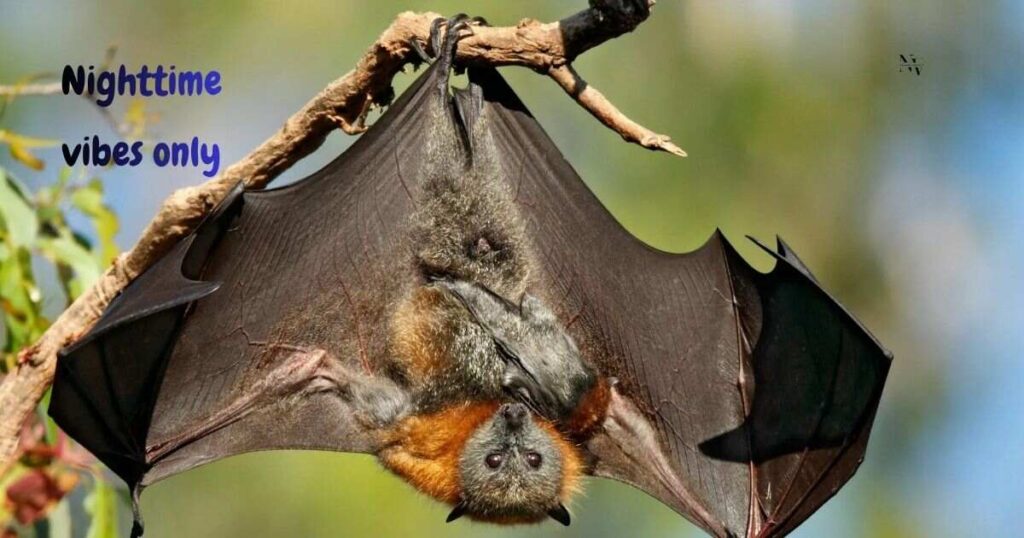 Bat Puns for Instagram