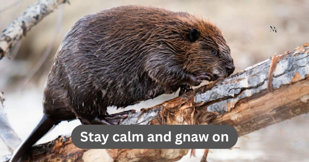 Beaver Puns