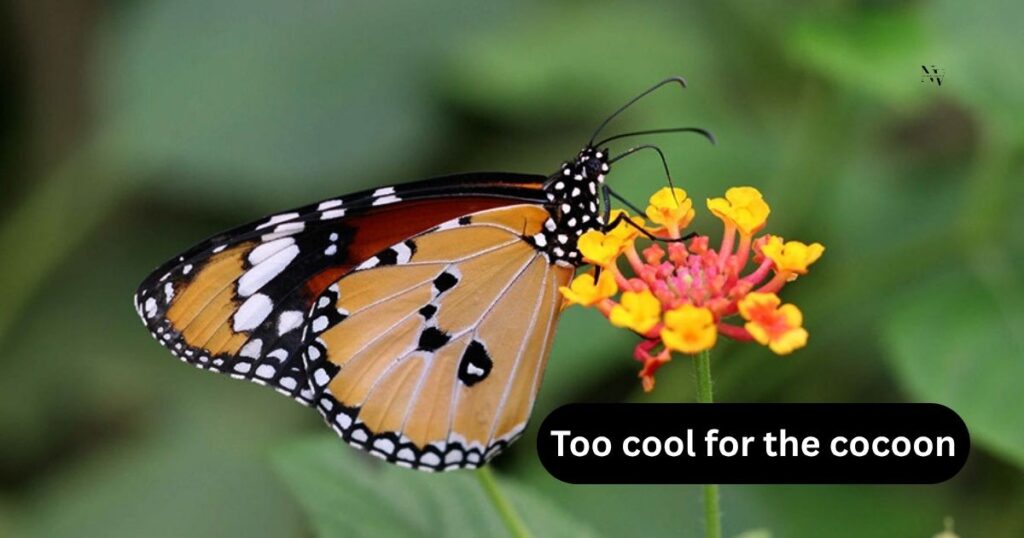 Clever & Nerdy Wordplay Butterfly Puns