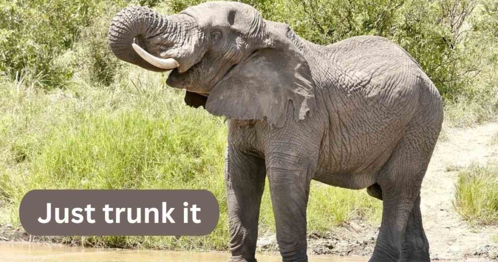 Elephant Puns One-Liners