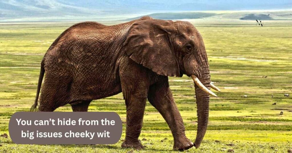 Elephant Puns for Instagram