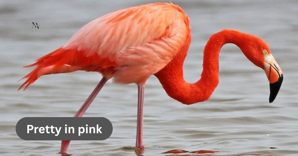 Flamingo Puns