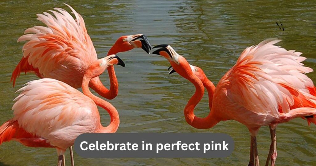 Flamingo Puns Birthday
