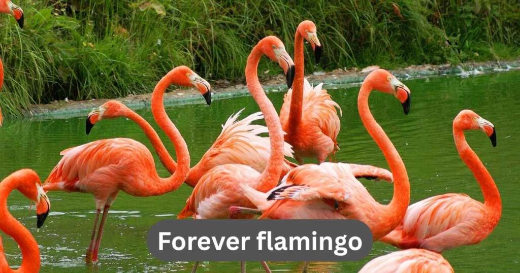 Flamingo Puns Captions