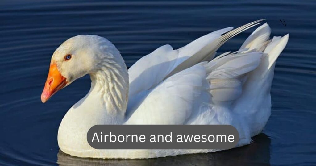 Flap-tastic Adventures Goose Moments You’ll Never Forget