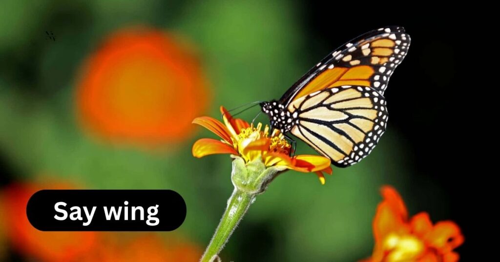 Instagram-Worthy Butterfly Caption Puns