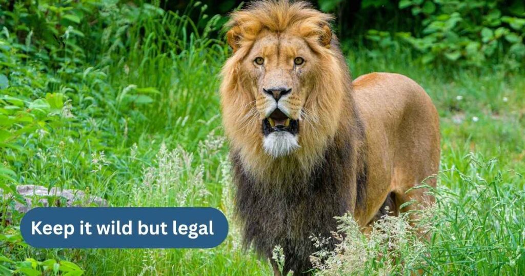 Lion Jokes for Adults