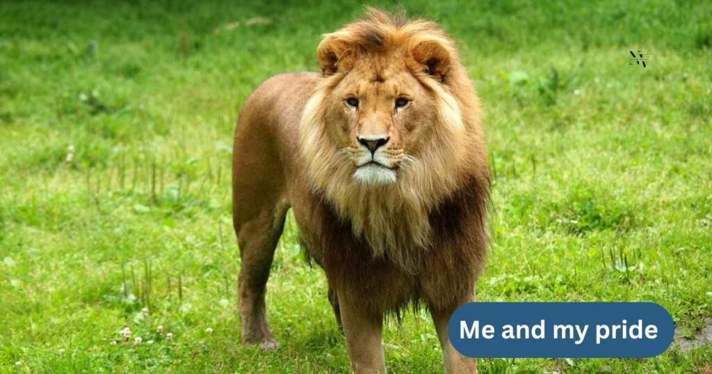 Lion Puns for Instagram