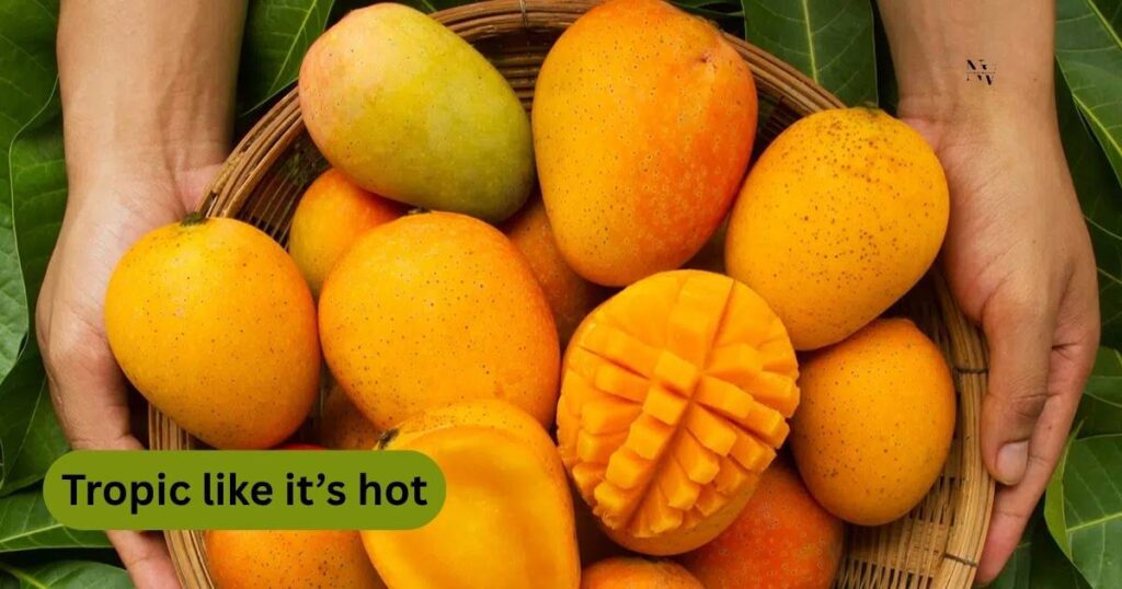 Mango Puns One Liners