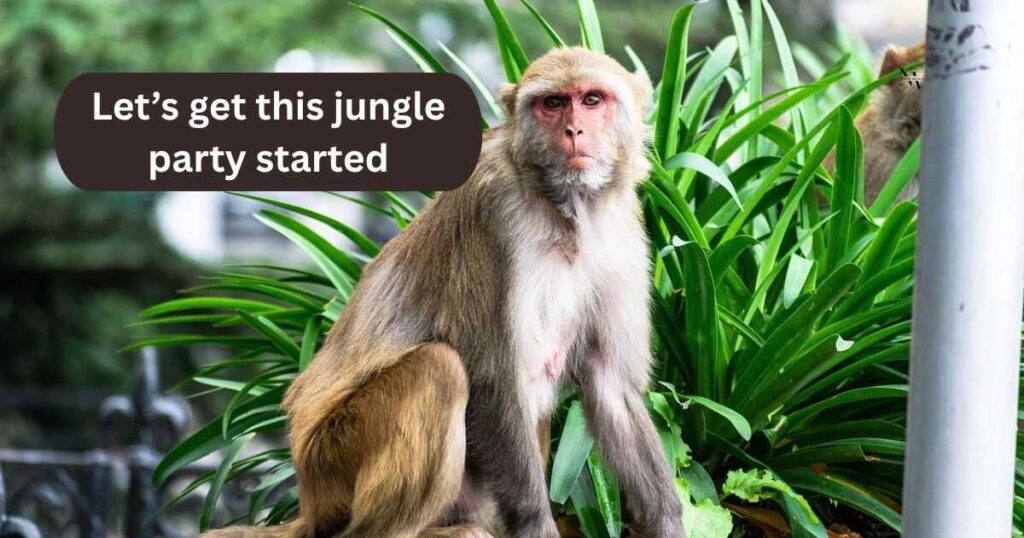 Monkey Birthday Puns