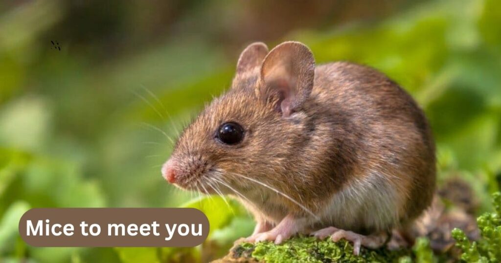Mouse Puns That’ll Have You Grinning Ear to Ear