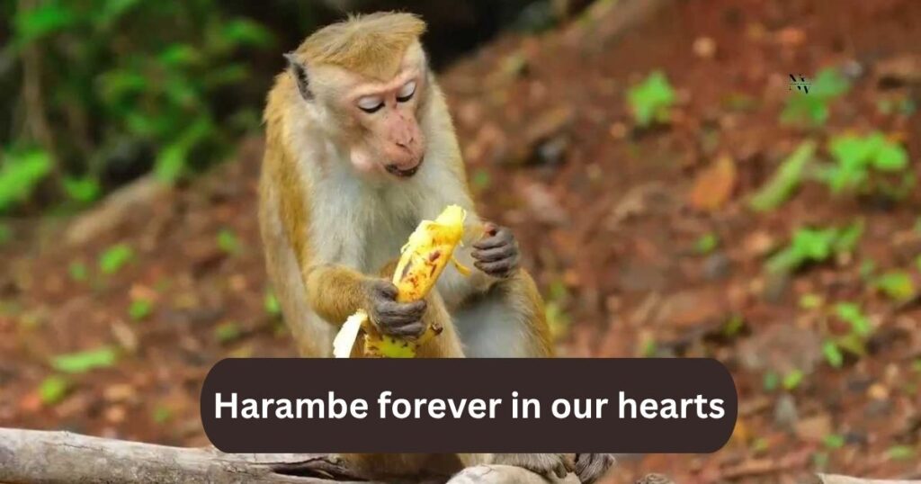 Name-Based Monkey Jokes You Can’t Resist