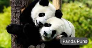 Panda Puns