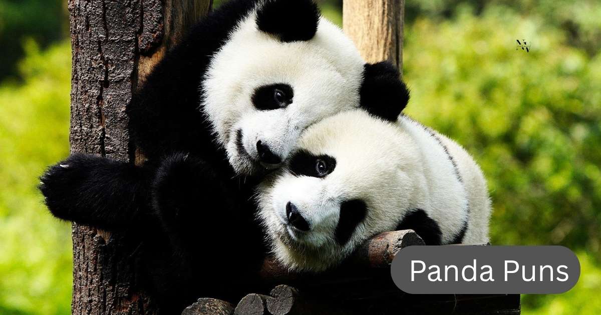 Panda Puns