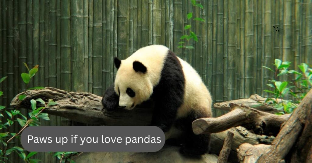 Panda Puns