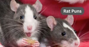 Rat Puns