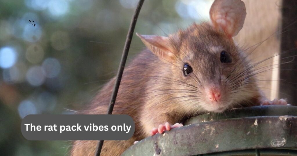 Rat Puns for Captions, Texts & Social Media