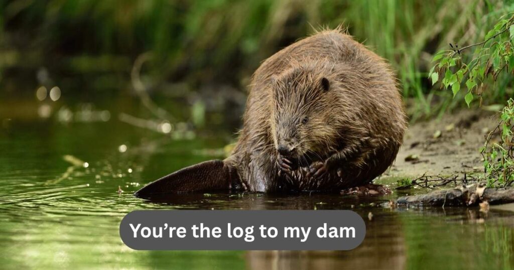 Romantic Beaver Puns for Flirty Fun