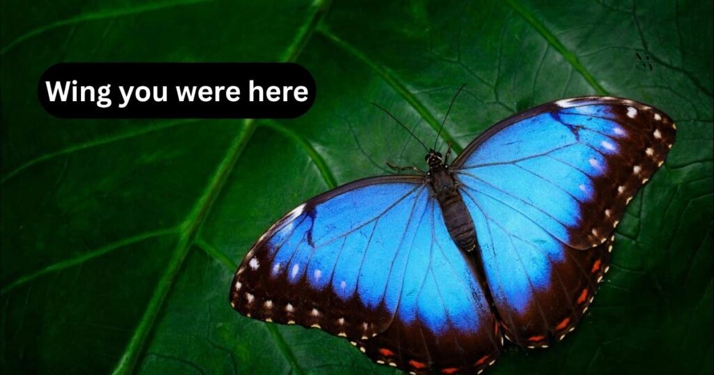 Romantic & Flirty Butterfly Puns