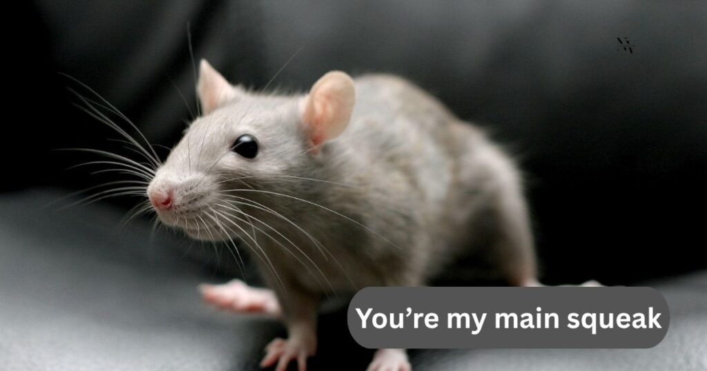 Romantic Rat Puns for a Cheesy Crush