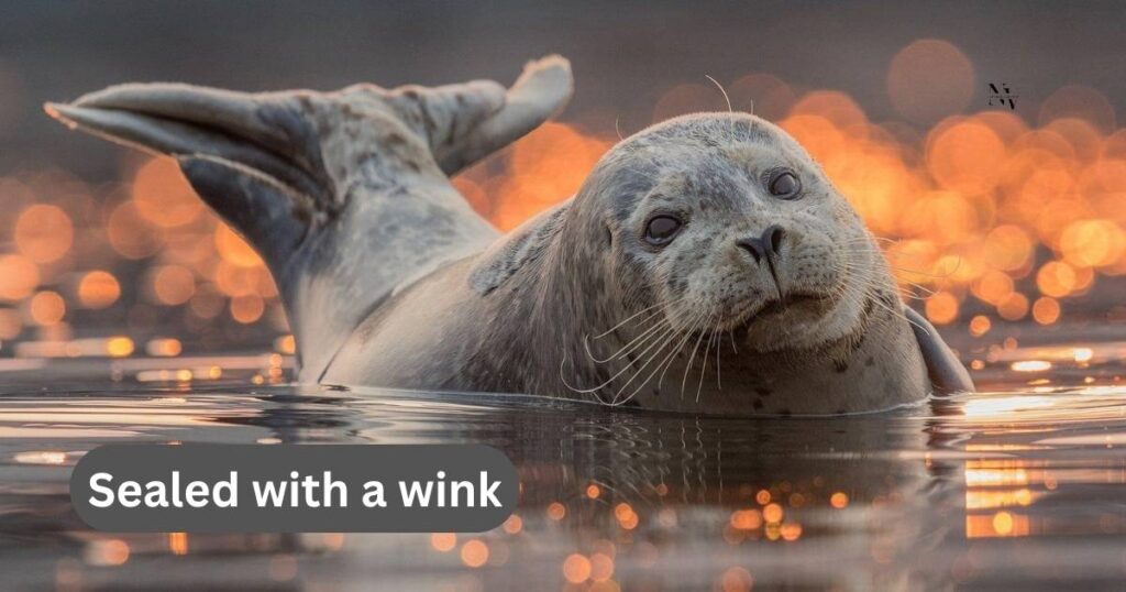 Seal Puns One Liners