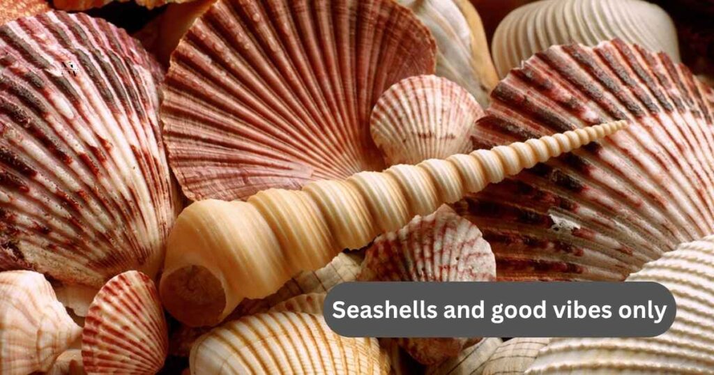 Seashell Puns