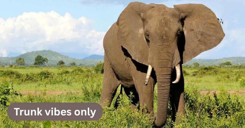 Short Elephant Puns