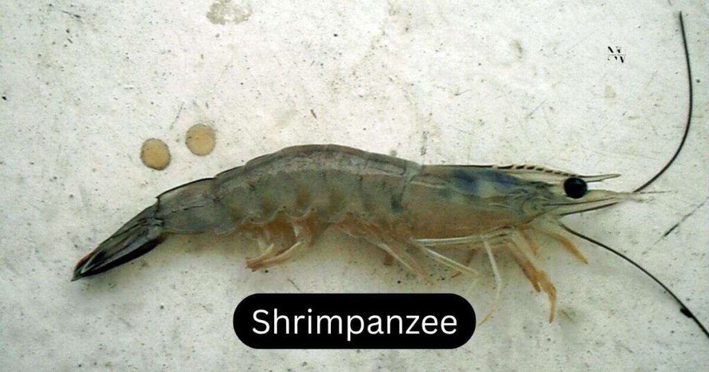 Shrimp Name Puns