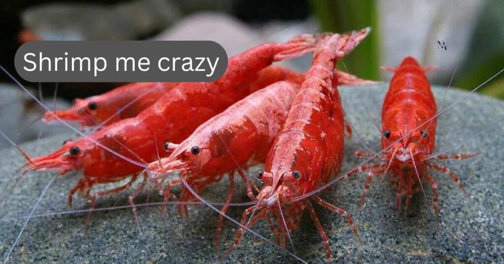 Shrimp Puns Dirty